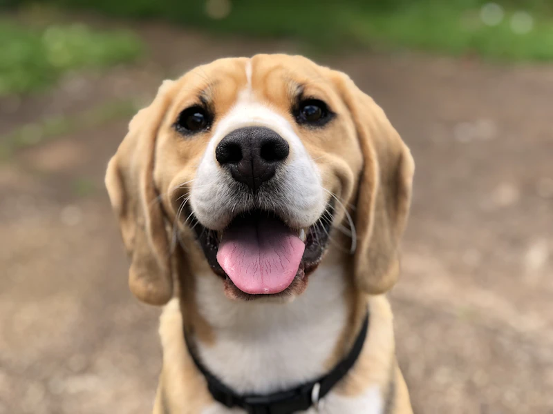 Pet